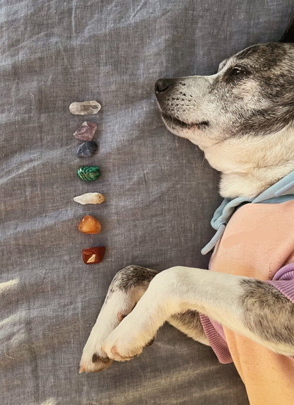 Dog lying on a textured surface with crystals arranged vertically next to it.